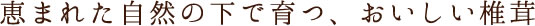 恵まれた自然の下で育つ、おいしい椎茸